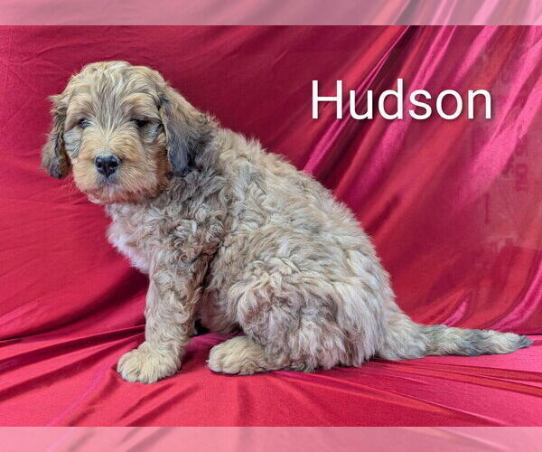 Medium Photo #9 Bernedoodle Puppy For Sale in CANON CITY, CO, USA