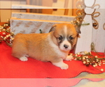 Small Photo #3 Pembroke Welsh Corgi Puppy For Sale in MALTA, OH, USA