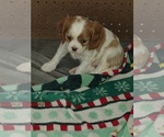 Small #6 Cavalier King Charles Spaniel