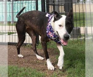 Labrador Retriever-Unknown Mix Dogs for adoption in San Antonio, TX, USA