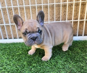 French Bulldog Puppy for sale in LAS VEGAS, NV, USA