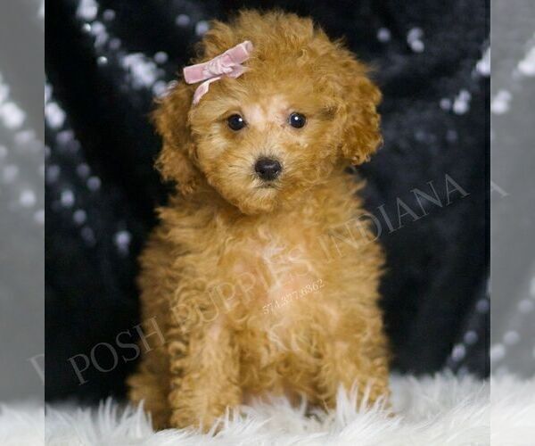 Medium Photo #90 Poodle (Miniature) Puppy For Sale in WARSAW, IN, USA
