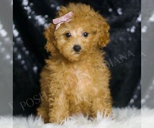 Medium Poodle (Miniature)