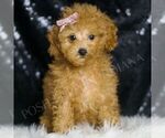 Puppy Addie Poodle (Miniature)