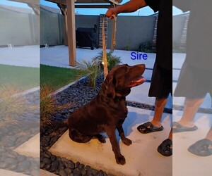 Father of the Labrador Retriever puppies born on 07/05/2026