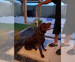 Small Photo #1 Labrador Retriever Puppy For Sale in BUCKEYE, AZ, USA
