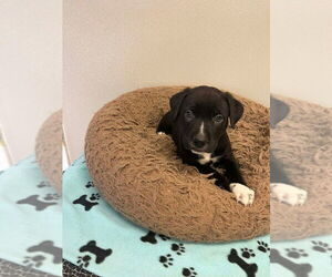 Mutt Dogs for adoption in Osgood, IN, USA