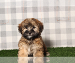 Small #4 ShihPoo
