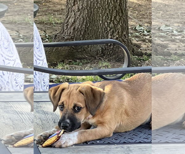 Medium Photo #5 Beagle-Black Mouth Cur Mix Puppy For Sale in Euless, TX, USA