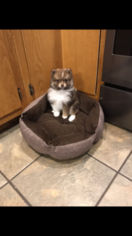 Pomeranian Puppy for sale in ROME, NY, USA