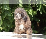 Small #25 Poodle (Miniature)