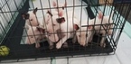 Small Photo #44 Bull Terrier Puppy For Sale in JACKSON, MI, USA