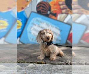 Dachshund Puppy for sale in MARIETTA, GA, USA