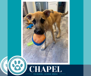 Chapel 100326 - Female Mutt Dog for Adoption - Photo #2