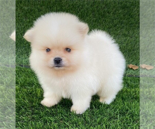Medium Photo #2 Pomeranian Puppy For Sale in WEST PALM BEACH, FL, USA
