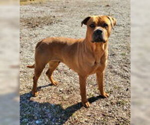 American Pit Bull Terrier Dogs for adoption in Lake City, MI, USA