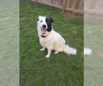 Small Photo #1 Aussie Pyrenees Puppy For Sale in Houston, TX, USA