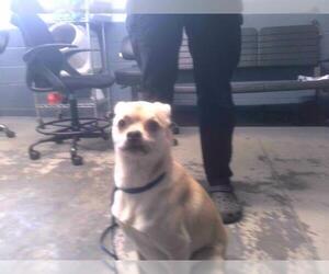 Puggle Dogs for adoption in Tallahassee, FL, USA