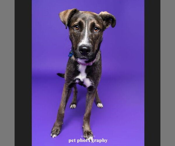 Medium Photo #1 Siberian Husky-Unknown Mix Puppy For Sale in Fargo, ND, USA