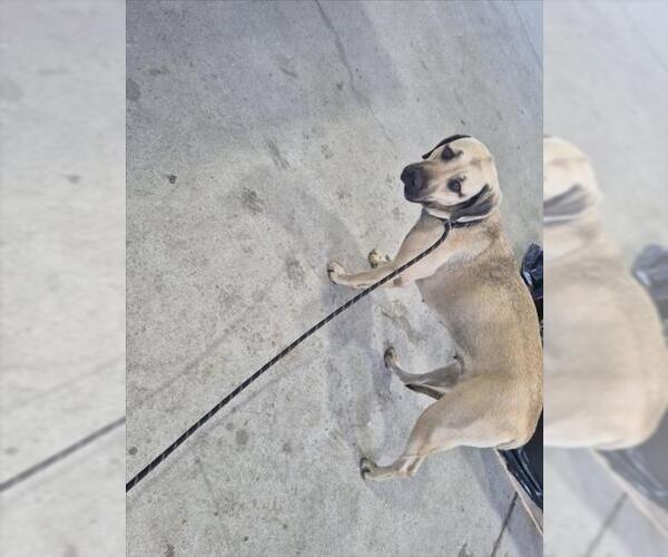 Medium Photo #1 Black Mouth Cur-Unknown Mix Puppy For Sale in Texas City, TX, USA