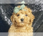 Puppy Archer AKC Poodle (Toy)