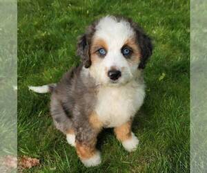 Bernedoodle Puppy for sale in DALTON, OH, USA