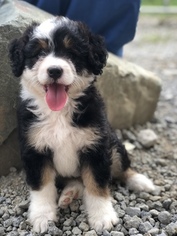 Miniature Bernedoodle Puppy for sale in LEO, IN, USA