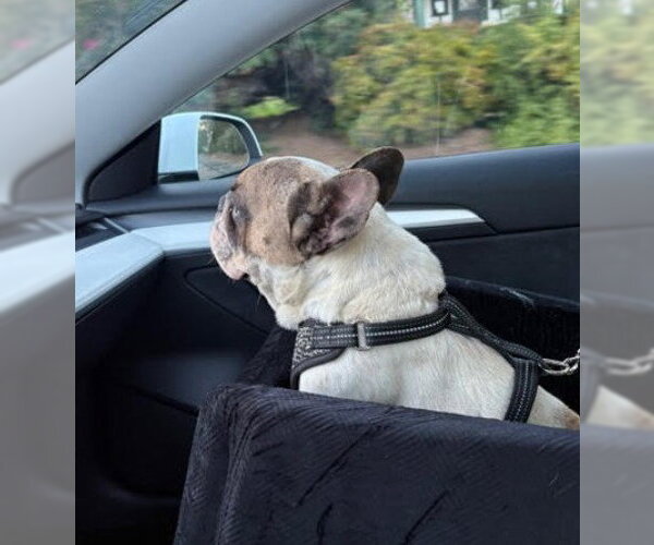 Medium Photo #4 French Bulldog Puppy For Sale in San Diego, CA, USA