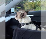 Small #3 French Bulldog
