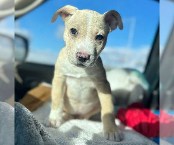 Medium Photo #2 Mutt Puppy For Sale in Laramie, WY, USA