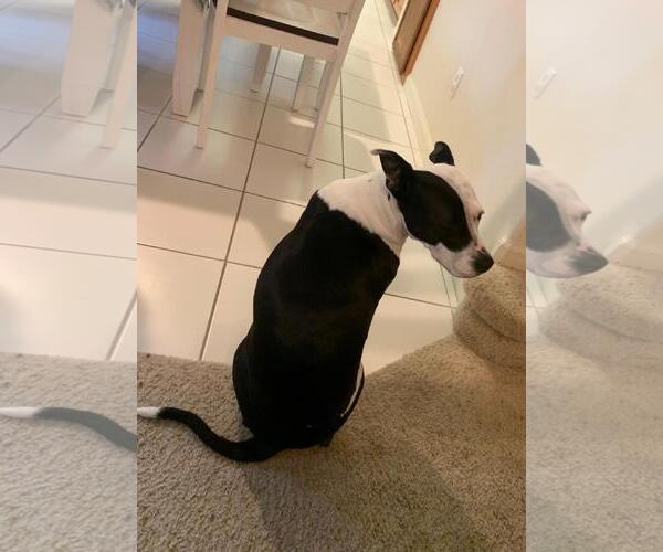 Medium Photo #2 Mutt Puppy For Sale in Incline Village, NV, USA