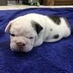 Small Photo #1 English Bulldogge Puppy For Sale in FLOWER MOUND, TX, USA