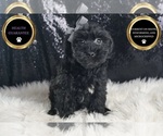 Puppy Digger YorkiePoo