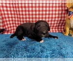 Small #3 Golden Mountain Dog