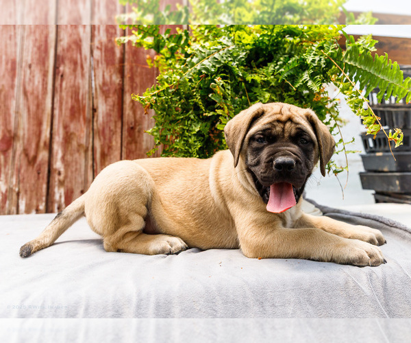 Medium Photo #59 Mastiff Puppy For Sale in WAKARUSA, IN, USA