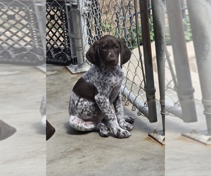 German Shorthaired Pointer Puppy for sale in NORCO, CA, USA