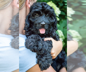 Bernedoodle (Miniature) Puppy for Sale in NARVON, Pennsylvania USA