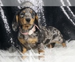 Small #6 Dachshund