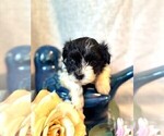 Small #1 Havanese