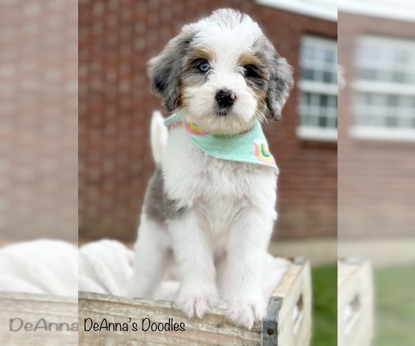 Medium Photo #11 Bernedoodle (Miniature) Puppy For Sale in FLATWOODS, KY, USA