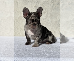 French Bulldog Puppy for sale in JURUPA VALLEY, CA, USA