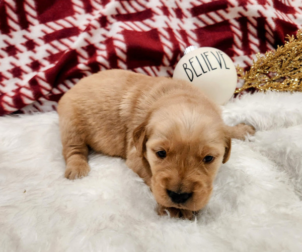 Medium Photo #3 Golden Retriever Puppy For Sale in ELMER, NJ, USA