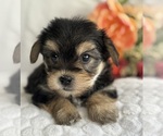 Small #6 Morkie