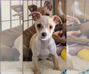 Chihuahua-Unknown Mix Dogs for adoption in Fresno, CA, USA