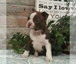 Small #1 Boston Terrier