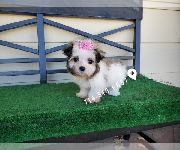 Medium Photo #1 Mal-Shi Puppy For Sale in SANTA CLARITA, CA, USA