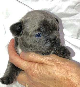 Medium Photo #3 French Bulldog Puppy For Sale in COURTLAND, AL, USA