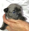 Small Photo #3 French Bulldog Puppy For Sale in COURTLAND, AL, USA