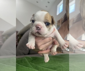 French Bulldog Puppy for sale in HOUSTON, TX, USA