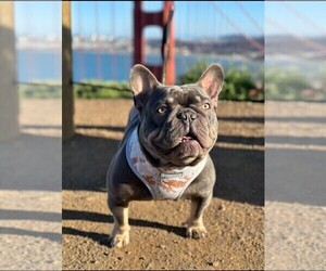 Father of the French Bulldog puppies born on 03/21/2025